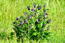 Load image into Gallery viewer, Comfrey