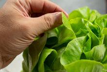 Load image into Gallery viewer, Lettuce, Bibb