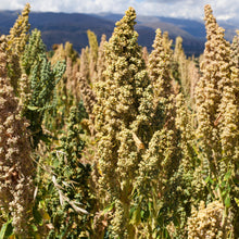 Load image into Gallery viewer, Quinoa, Mint Vanilla - Organic