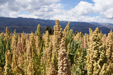 Load image into Gallery viewer, Quinoa, Mint Vanilla - Organic
