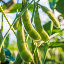 Load image into Gallery viewer, Soybean, Edamame Tohya