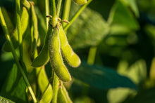 Load image into Gallery viewer, Soybean, Korean Black - Organic