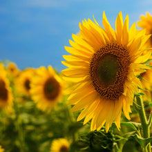 Load image into Gallery viewer, Sunflower, Black Oil