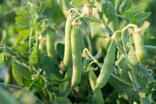 Load image into Gallery viewer, Bean, Small Red - Organic