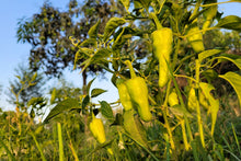 Load image into Gallery viewer, Pepper, Cubanelle