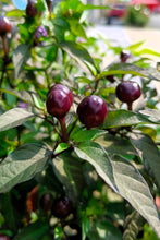 Load image into Gallery viewer, Pepper, Filius Blue