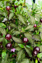 Load image into Gallery viewer, Pepper, Filius Blue