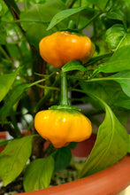 Load image into Gallery viewer, Pepper, Yellow Jamaican Hot