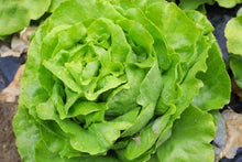 Load image into Gallery viewer, Lettuce, Bibb