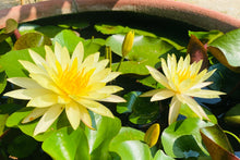 Load image into Gallery viewer, Lotus, Bowl