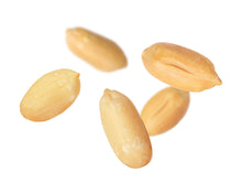 Load image into Gallery viewer, Peanut, Bailey II