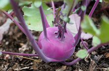 Load image into Gallery viewer, Kohlrabi, Purple Vienna