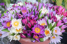 Load image into Gallery viewer, Lotus, Mixed Colors - Organic