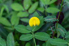 Load image into Gallery viewer, Peanut, Tennessee Red