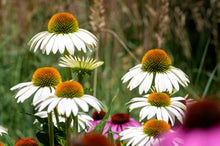 Load image into Gallery viewer, Echinacea