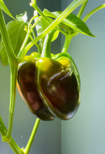 Load image into Gallery viewer, Pepper, Chocolate Beauty Bell
