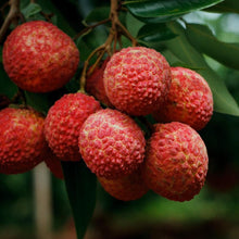 Load image into Gallery viewer, Lychee, Brewster