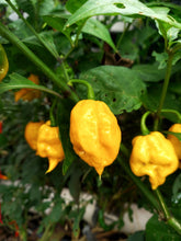 Load image into Gallery viewer, Pepper, Carolina Reaper