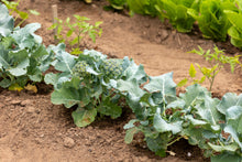Load image into Gallery viewer, Broccoli, De Cicco - Organic