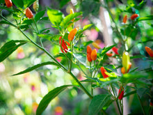 Load image into Gallery viewer, Pepper, Tabasco