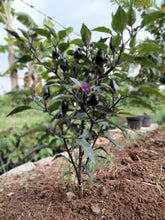 Load image into Gallery viewer, Pepper, Black Hungarian