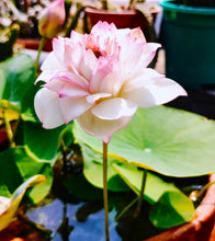 Load image into Gallery viewer, Lotus, Bowl