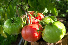 Load image into Gallery viewer, Tomato, Beefsteak