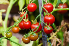Load image into Gallery viewer, Tomato, Cherry Tiny Tim