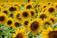 Load image into Gallery viewer, Sunflower, Black Oil