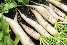 Load image into Gallery viewer, Radish, White Icicle