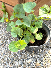 Load image into Gallery viewer, Cantaloupe, Banana