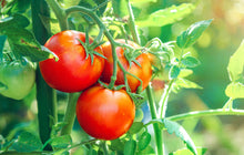 Load image into Gallery viewer, Tomato, Ace 55