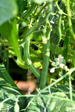 Load image into Gallery viewer, Bean, Greencrop