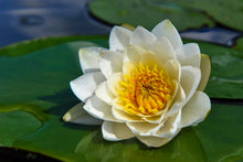 Load image into Gallery viewer, Water Lily, White