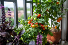 Load image into Gallery viewer, Tomato, Cherry Tiny Tim Dwarf