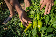 Load image into Gallery viewer, Pepper, Greek Golden