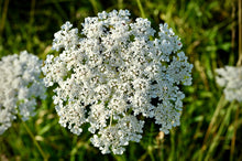 Load image into Gallery viewer, Carrot, Black Nebula