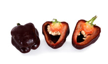 Load image into Gallery viewer, Pepper, Chocolate Beauty Bell