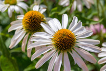 Load image into Gallery viewer, Echinacea
