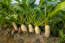 Load image into Gallery viewer, Radish, White Icicle