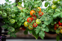 Load image into Gallery viewer, Tomato, Cherry Tiny Tim Dwarf