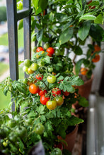 Load image into Gallery viewer, Tomato, Cherry Tiny Tim Dwarf