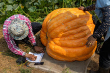Load image into Gallery viewer, Pumpkin, Dill's Atlantic Giant