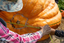Load image into Gallery viewer, Pumpkin, Dill's Atlantic Giant