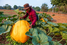 Load image into Gallery viewer, Pumpkin, Dill's Atlantic Giant