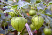 Load image into Gallery viewer, Tomatillo, Grande Rio Verde