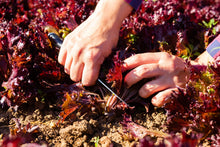 Load image into Gallery viewer, Lettuce, Leaf Red Salad Bowl