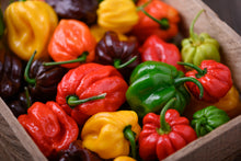 Load image into Gallery viewer, Pepper, Habanero Mix
