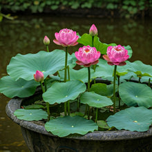 Load image into Gallery viewer, Lotus, Bowl