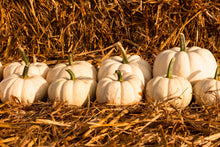 Load image into Gallery viewer, Pumpkin, Baby Boo